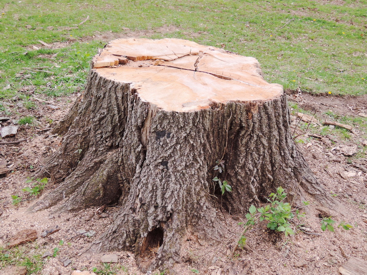 Stump removal(1)