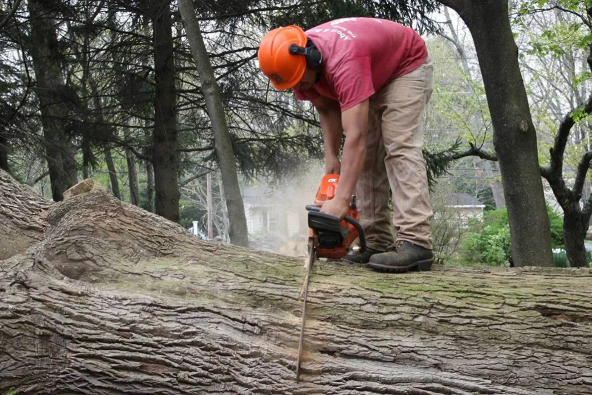 Tree removal(2)