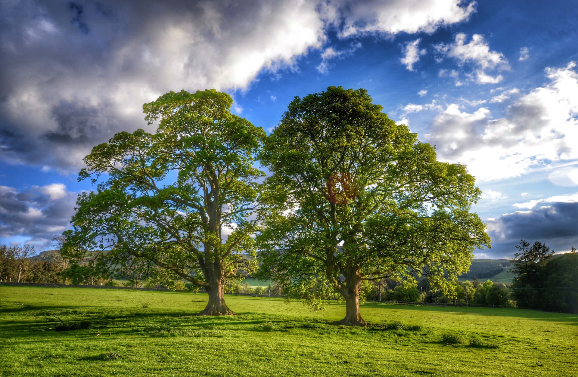 Tree Sales(1)