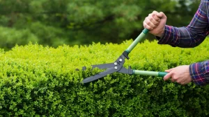 Hedge Trimming