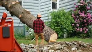 tree removal