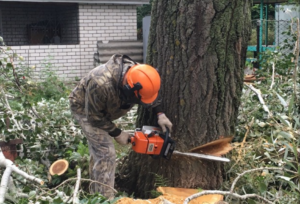 Tree Removal