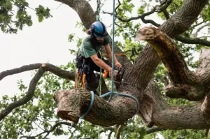 Tree Removal