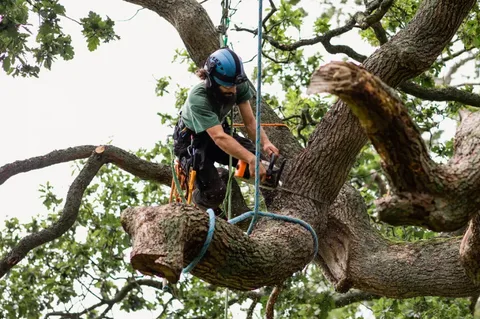 Tree Removal