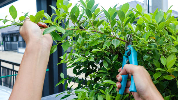 Pruning and Trimming Trees